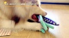 Show in main carousel: FUUFOME 13.5-in Plush Dog Toy, Green slide 9 of 9