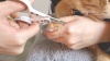 Show in main carousel: Necoichi Purrcision Cat Nail Clipper, White slide 10 of 12