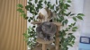 Show in main carousel: Coziwow 76-in Green Leaves Plush Multi-Level Cat Tree​​​​​​​ & Condo with Scratching Posts slide 10 of 11