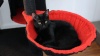 Show in main carousel: PAWZ Road 59-in Multi-Level Large Hammock Polyester Cat Tree & Condo, Dark Gray slide 10 of 11