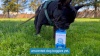 swatch The Best Dog Poop Bags 100% Leak-Proof Extra Thick