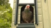 Show in main carousel: ChickenGuard Combi Extreme Automatic Chicken Coop Door Opener & Classic Door Kit slide 3 of 3