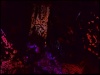 A Poem Thorn Part I thumbnail
