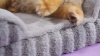 Show in main carousel: Lesure High-Back Orthopedic Dog Sofa Bed, Blue, L Plus slide 9 of 10