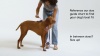 Show in main carousel: Wild One Adjustable Cushioned Dog Harness, Spruce, Small slide 6 of 7
