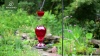 Show in main carousel: Kingsyard 24-oz Leak Proof Glass Hummingbird Feeder with Ant Moat, Aqua Blue + Red slide 8 of 8