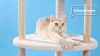 Show in main carousel: PAWZ Road Indoor 49-in Polyester Modern Cat Tree Tower, Medium, Wood Beige slide 10 of 10