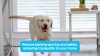 Show in main carousel: Premier Pet Waterproof Dog Bark Collar with Digital Display, Gray slide 7 of 8