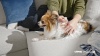 Show in main carousel: Zodiac Flea & Tick Spot Treatment for Dogs, 31-60 lbs, 4 Doses (4-mos. supply) slide 4 of 4