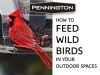 Show in main carousel: Pennington Pride Birder's Blend Bird Food, 10-lb bag slide 9 of 10