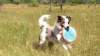 Show in main carousel: Chuckit! Classic Ball Launcher Dog Toy, Blue slide 9 of 10