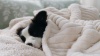 Show in main carousel: Bedsure Waterproof Dog & Cat Blanket, Cream, X-Large slide 9 of 10