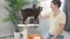 Show in main carousel: Armarkat Real Wood Sisal Carpet Ramp & Two-Level Platform Cat Tree, Beige & Orange slide 11 of 12