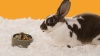 Show in main carousel: Kaytee Food From the Wild Natural Snack Rabbit Treats, 1-oz bag slide 10 of 10
