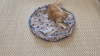 Show in main carousel: PawsPik Interactive Fast Rolling Play Mat Ball Cat Toy, Tan slide 7 of 8