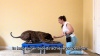 Show in main carousel: Blue-9 Pet Products KLIMB Dog Training Platform & Agility System, Black slide 8 of 8