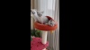 Show in main carousel: Happy & Polly Fruit World Plush Cat Tree, Large, 41-in slide 8 of 9