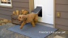 Show in main carousel: PetSafe Aluminum Extreme Weather Dog & Cat Door, Large slide 10 of 11