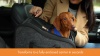 Show in main carousel: K&H Pet Products Portable Console Dog Car Booster Seat, Charcoal slide 10 of 12