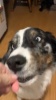 Show in main carousel: Rena's Recipe Chicken Fillet Slices Dog Jerky Treats, 20-oz bag, 4 count slide 10 of 10