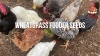 Show in main carousel: Pampered Chicken Mama Wheatgrass Fodder Seeds Chicken Treats, 3-lb bag slide 5 of 6