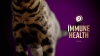 Show in main carousel: Purina Pro Plan AdvantEDGE Senior Support Plus Adult 7+ Chicken & Rice Formula Dry Cat Food, 12-lb bag slide 9 of 9