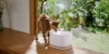 Show in main carousel: Petlibro Dockstream 2 Stainless Steel Cordless Rechargeable Cat Water Fountain, White, 3-l slide 9 of 10