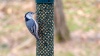 Show in main carousel: C&S High Energy Suet Wild Bird Food, case of 8 slide 10 of 13