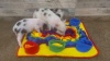 Show in main carousel: Piggy Poo and Crew Rooting Snuffle Pig Mat, Rainbow, 18 x 20-in slide 4 of 5