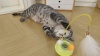 Potaroma Wobble Base Cat Toy with Track Catnip Ball & Feather Wand