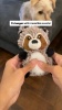 Show in main carousel: Playology Peanut Butter Scented Squirrel Plush Squeaky Dog Toy slide 8 of 9