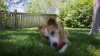 Show in main carousel: Outward Hound Sport Ballz Tennis Ball Treat-Dispensing Fetch Ball Dog Toy slide 10 of 11