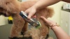 Show in main carousel: OneIsAll K52NTS Cordless 2-Speed Pet Hair Grooming Clipper for Thick Heavy Coats, Silver slide 9 of 11