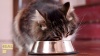 Show in main carousel: Dave's Pet Food Naturally Healthy Tuna & Chicken Dinner in Gravy Grain-Free Wet Cat Food, 3-oz can, case of 24 slide 10 of 11