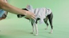 Show in main carousel: GF Pet Elasto-Fit Insulated Dog Raincoat, Large  slide 7 of 8