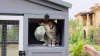 Show in main carousel: Petsfit Catio Wooden Outdoor Cat House, Grey slide 8 of 8