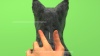 Show in main carousel: NexGard COMBO Topical for Cats, 5.6-16.5 lbs. (Yellow Box), 6 Doses (6-mos. supply) slide 9 of 11