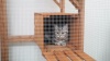Show in main carousel: Coziwow Outdoor Cat Cage Playpen, Large slide 11 of 13