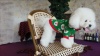Show in main carousel: CuteBone Santa Claus Holiday Dog Sweater, Green, Large slide 10 of 10