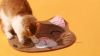 Show in main carousel: Kitty City Raised Cat Bowls & Placemat Combo, Multi, Medium slide 9 of 9
