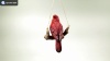 Show in main carousel: Hi-Line Gift 5.91-in Hanging Cardinal On A Branch Outdoor Decor slide 9 of 9