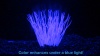 Show in main carousel: Penn-Plax Aqua-Plants Artificial Soft Silicone Sea Anemone Fish Plant, Blue slide 9 of 10
