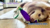 Show in main carousel: FUUFOME Eggplant Plush Dog Toy, Purple slide 8 of 8