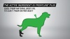 Show in main carousel: Frontline Plus Flea & Tick Spot Treatment for Medium Dogs, 23-44 lbs, 8 Doses (8-mos. supply) slide 10 of 12