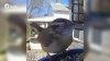 Show in main carousel: Birdfy Rookie Smart Bird Feeder with Camera, Blue slide 9 of 9