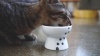 Show in main carousel: Necoichi Ceramic Elevated Cat Food Bowl, White Paw Print, 1-cup slide 11 of 13