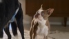 Show in main carousel: Hartz Comfitables Male & Female Dog Diapers, Medium: 15 to 22-in waist, 32 count slide 11 of 12