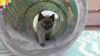 Show in main carousel: Kitty City Safari Jungle Play Cube Interactive Cat Toy House slide 8 of 8
