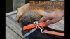 Show in main carousel: Penn-Plax Bungee Dog Collar, Orange/Black, Large slide 9 of 9