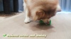Show in main carousel: FUUFOME Textured Chew Dog Toy, Green slide 8 of 8